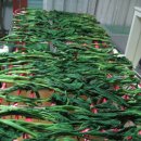 둥이네 농장 이미지