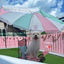 펫하우스애견 이미지