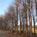 가평상색발전소 | 경주여행 경주맛집 토함산솔밭가든 후기 애견동반 방갈로 야외평상 숲속 힐링