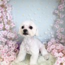 털찐친구들 이미지