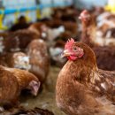 신광축산 이미지