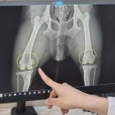 아산동물의료센터 | 동탄동물병원 24시동탄시티동물의료센터 | 강아지건강검진 후기