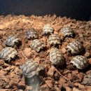 거북빌딩 | 귀여움 치사량 수준의 이베라그리스 육지거북 입고!