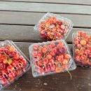 진도체리원 이미지