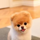 개린이보호구역 이미지