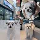 파피포우 네이버블로그