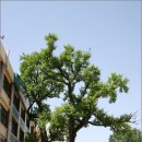 계산동 은행나무 이미지