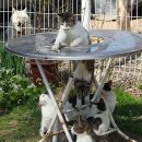 고양이 놀이터 이미지