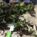 용운1농장 | 드뎌 곰보배추를 맛보다