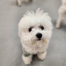 조이풀독 이미지