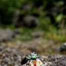 하모리-31 이미지