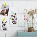 삼마네개냥이 이미지