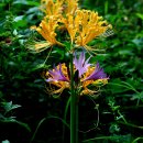 관음사 입구 이미지