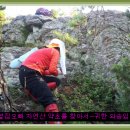 자연산약초 Daum카페