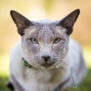 독한고양이 이미지