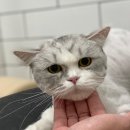 호야네애견샵 이미지