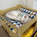 뚱냥한 하루 이미지