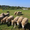 (주)안성목장 이미지