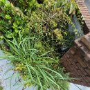 사파동333 | 창원 사파동 수목전지·정원관리 깔끔하게 완료! 믿고 맡기는 삼일조경 시공 후기