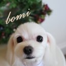 바둑이 애견 이미지