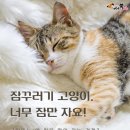 잠꾸러기 - 파주시 가재울로93번길 25-9 | 잠꾸러기