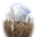 장산억새밭 이미지