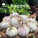 한 알 한 알 살아있는 통마늘 퀄리티… 오직건강마늘 내돈내산 구매 후기! 🧄