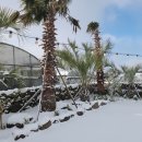 스테이우린 이미지