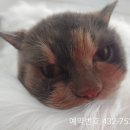 진서동물병원 이미지