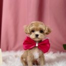 딩동 펫 살롱 이미지