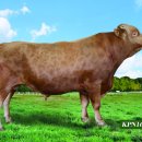 국립축산과학원 한우연구소 이미지