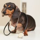 동행동물병원 이미지