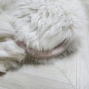 뽑냥 | 고양이 블랙헤드 제거제 베픈 - 찐 결제해서 솔직후기(쏙쏙뽑냥 vs 베픈)