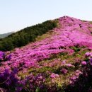 봉화산 Daum카페