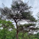 김강산도 식후경
