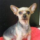 남서울동물병원 이미지