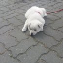 멍멍미장원 이미지