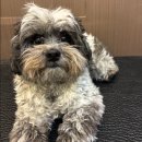 강아지 미용실 | 수원 강아지 미용실 버프탕 후기