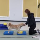 퍼피그라피 | 룽지의 타견 과반응 '도그라피' 방문훈련 후기 - 예민한 룽지의 성장일기!