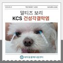 대치동물메디컬센터 이미지