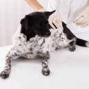 엔케어동물의료센터 이미지