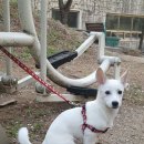 예쁜강쥐 이미지