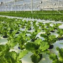 힘찬농장 이미지