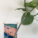 울프커피