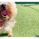 컴투펫 위탁보호센터 인천점 이미지