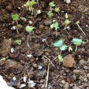 아나스타시아 이미지