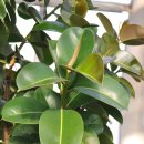 고무나무 (Rubber Tree)