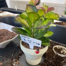 이부산농장 | 부산 아이랑) 치유농장온담 반려식물만들기 체험