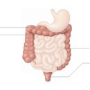 대장 의 구조 및 기능 , 관련질환 이미지