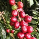 예가체프 이미지